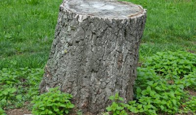 Dessouchage d'arbre et rognage de souche à Châtellerault