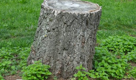 Dessouchage d'arbre et rognage de souche à Châtellerault