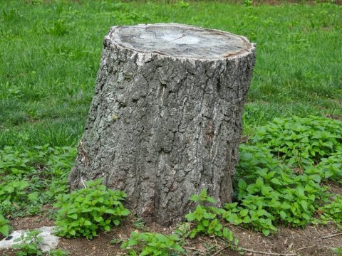 Dessouchage d'arbre et rognage de souche à Châtellerault