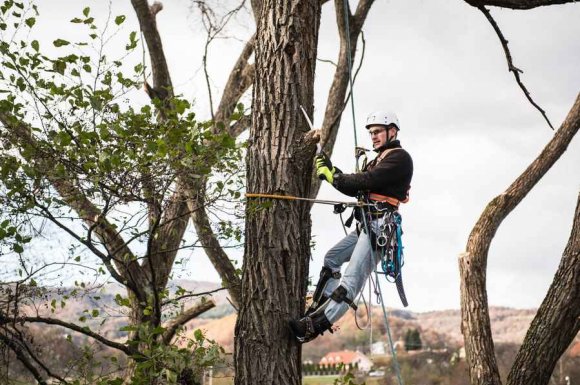 L’élagage est un art qui demande une connaissance approfondie des arbres 