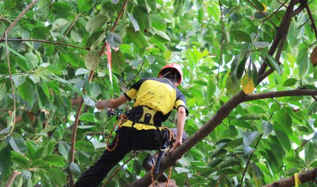 Professionnel pour l'abattage d'un arbre touché par la foudre à Châtellerault