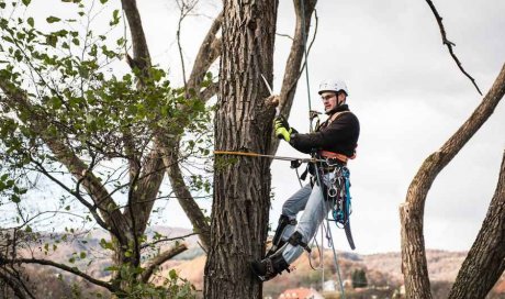 L’élagage est un art qui demande une connaissance approfondie des arbres 